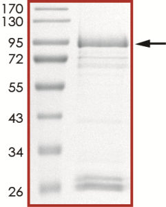 EGFR (d746-750 T790M), Active